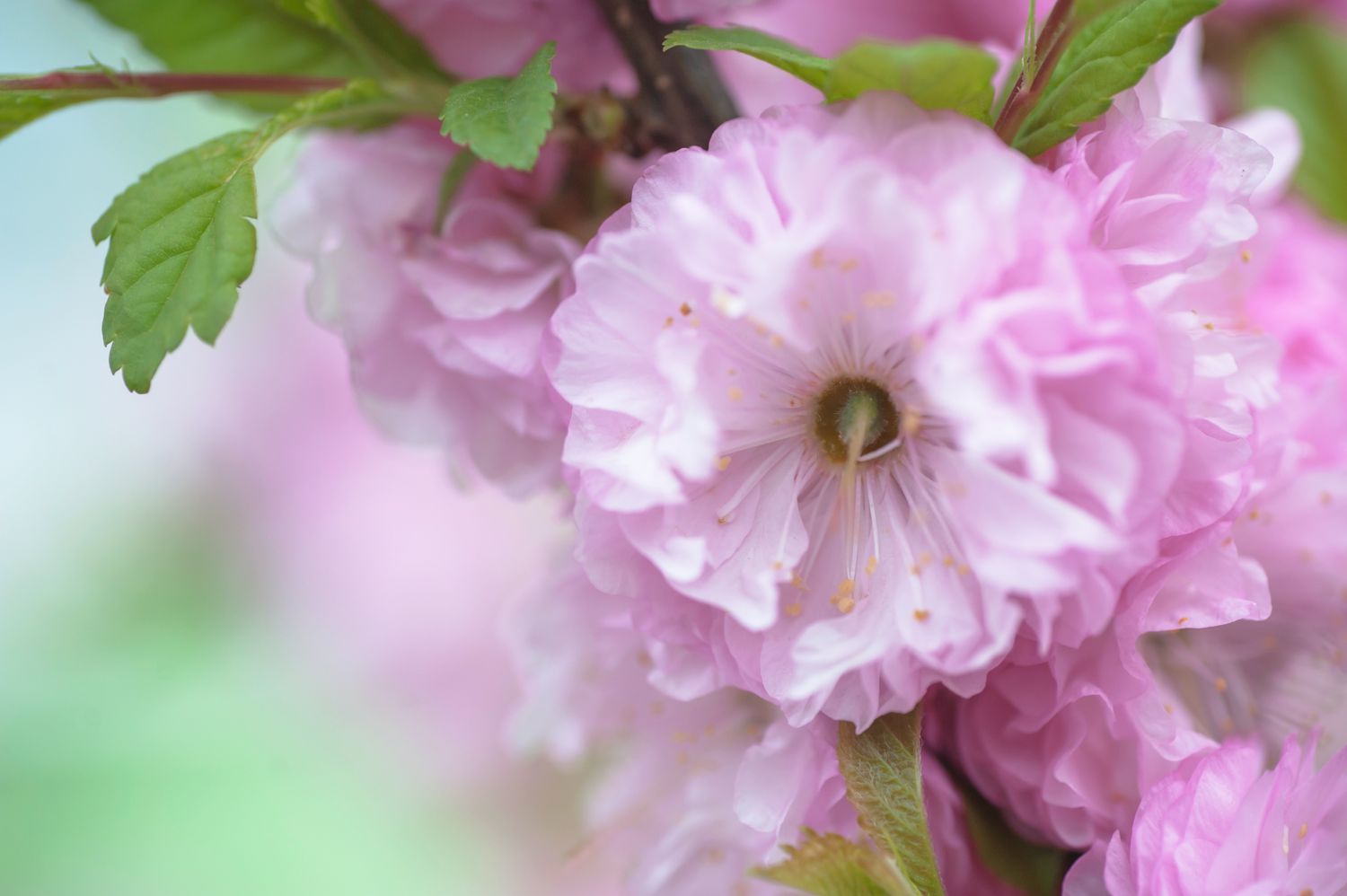 Libre d'un amandier à fleurs roses