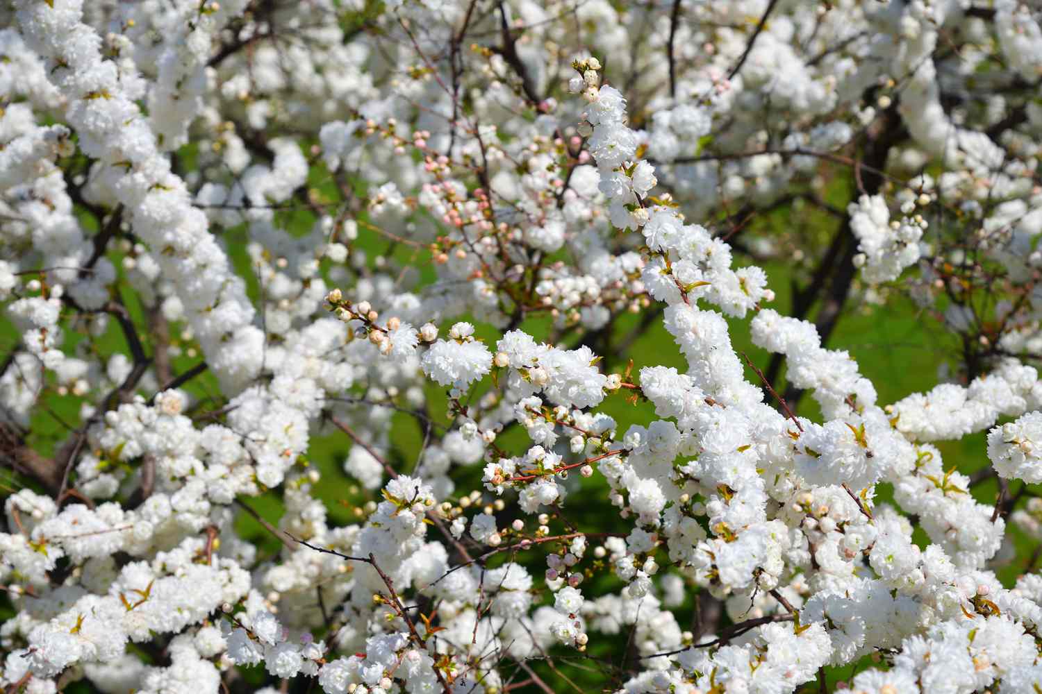 Prunus glandulosa Alba Plena