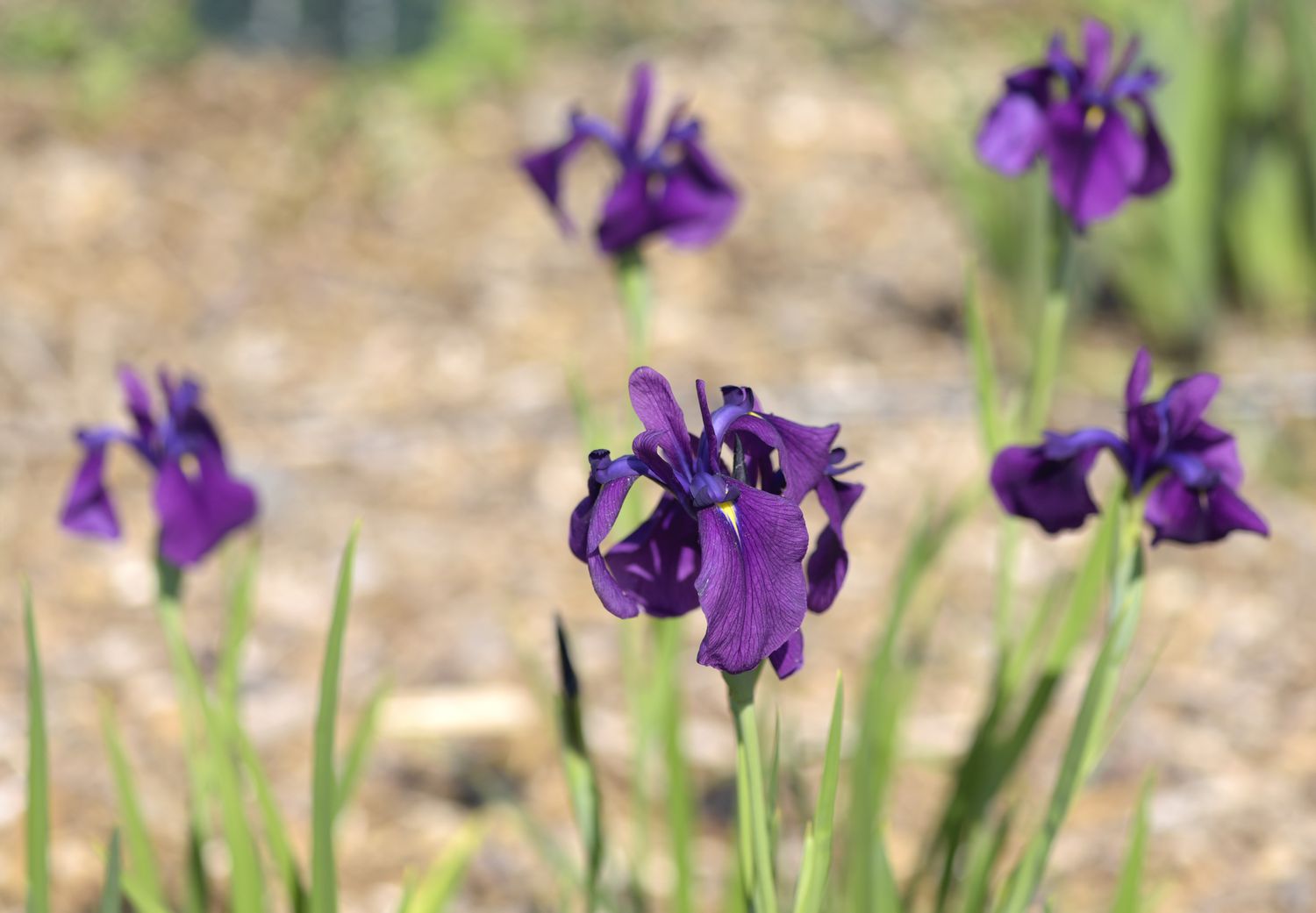 Plante d'iris japonais avec des fleurs violet foncé sur des tiges minces et des feuilles en forme de lame