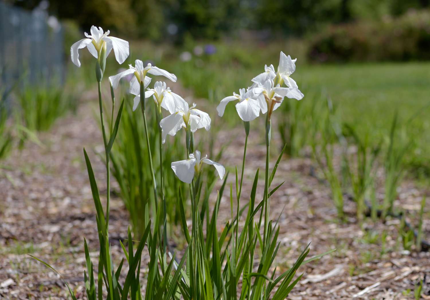 Plantes d'iris japonais avec des tiges minces et des feuilles en forme de lame avec des fleurs blanches plates sur le dessus