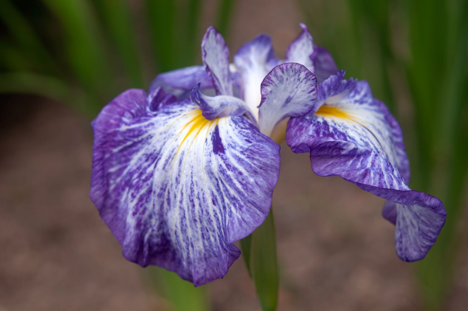 Usine d'iris japonais avec gros plan de pétales plats striés de violet, blanc et jaune