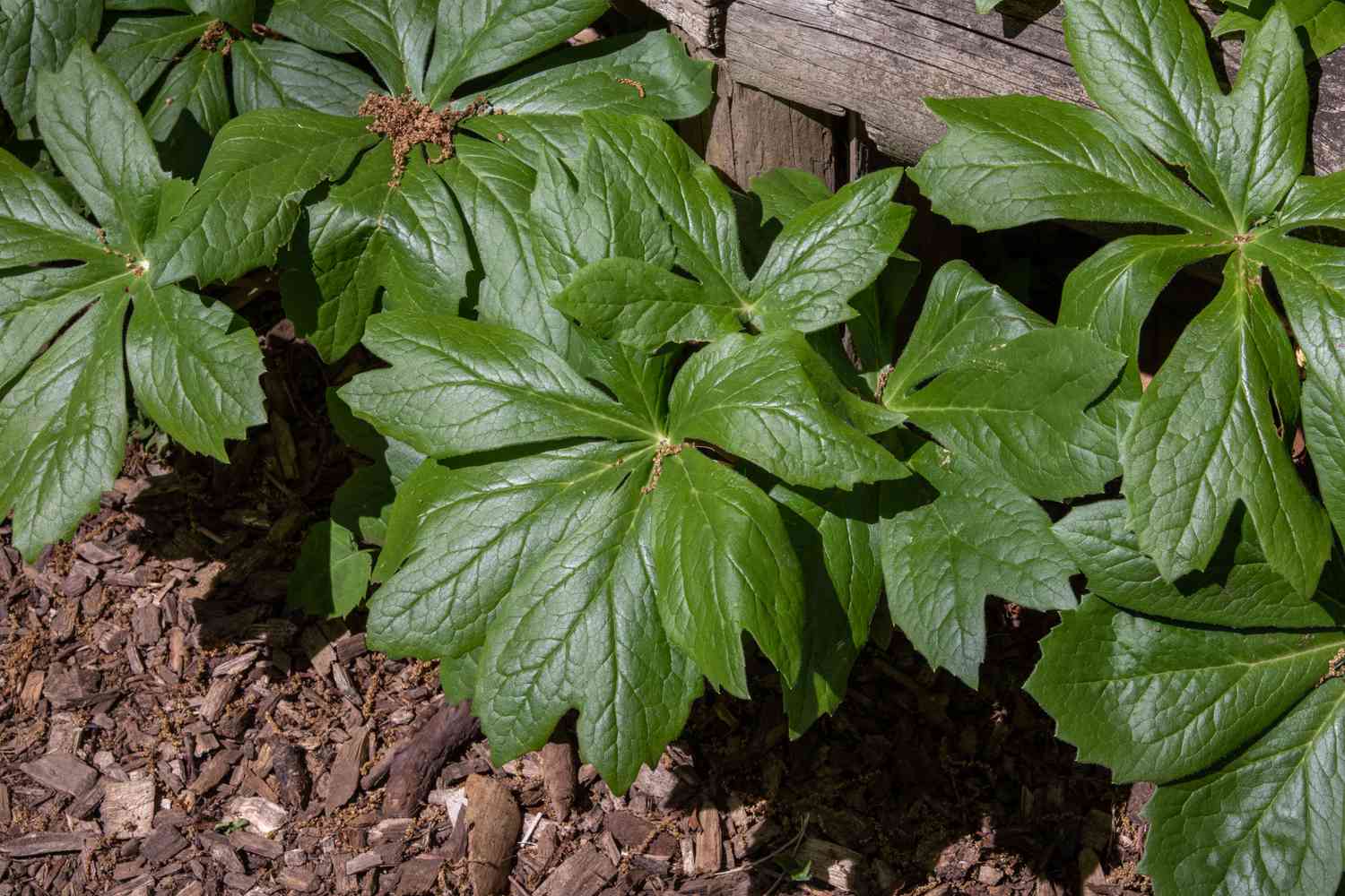 Plante de fleurs sauvages de Mayapple avec des feuilles divisées en forme de parapluie près de la clôture au soleil