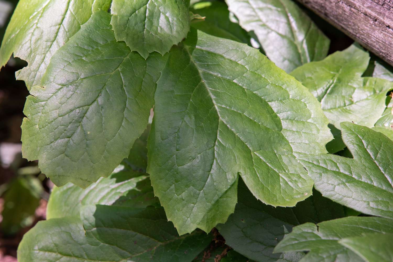 Plante de fleurs sauvages de Mayapple avec des feuilles en forme de parapluie divisées en gros plan