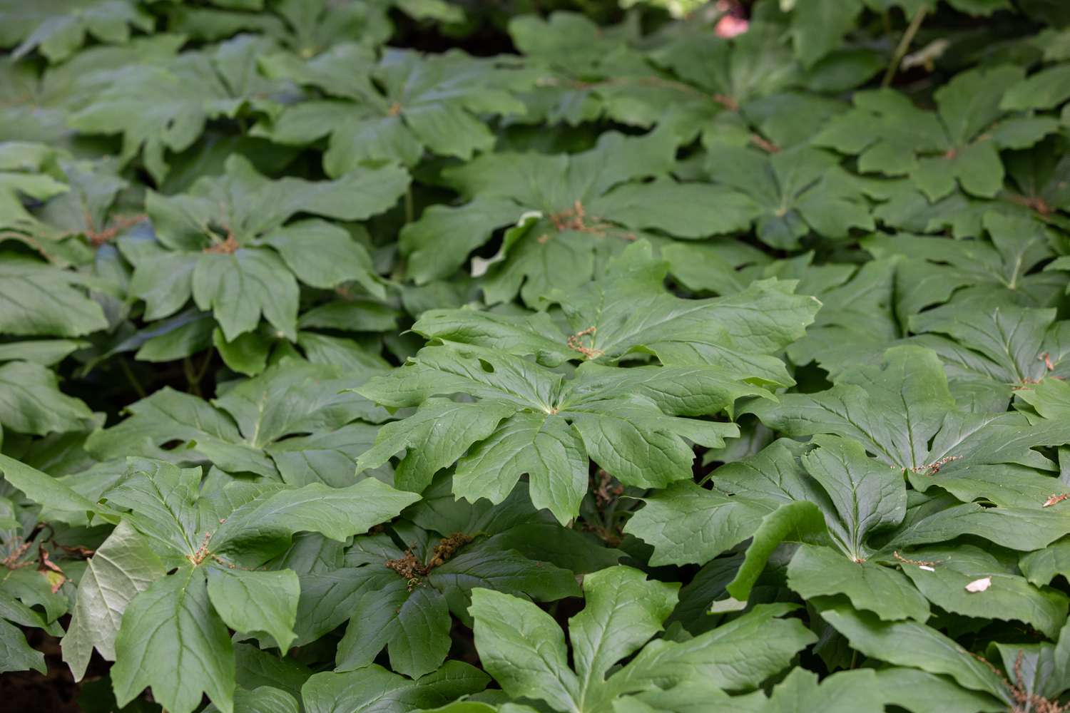 Plante sauvage Mayapple avec de larges feuilles en forme de parapluie