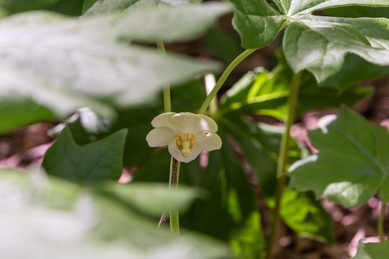 Plante sauvage Mayapple avec petite fleur blanche à l'ombre