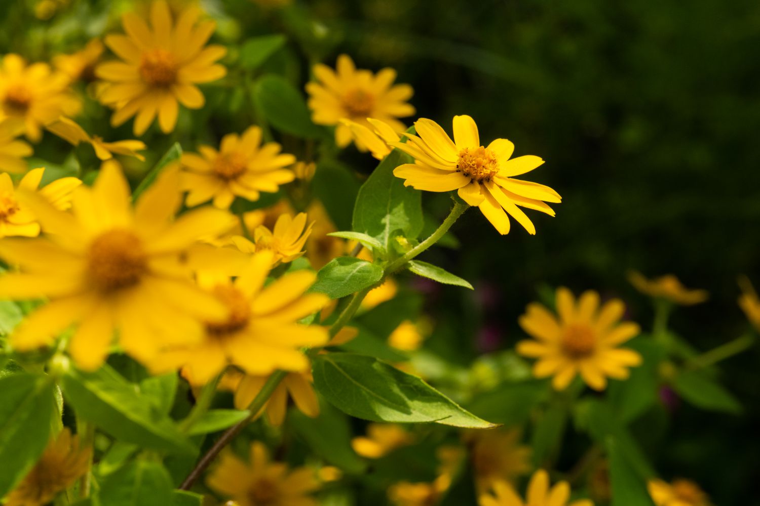 fleurs de mélampode