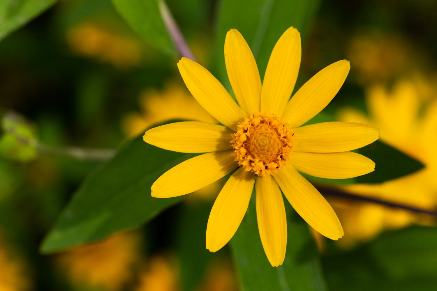 gros plan de fleur de melampodium