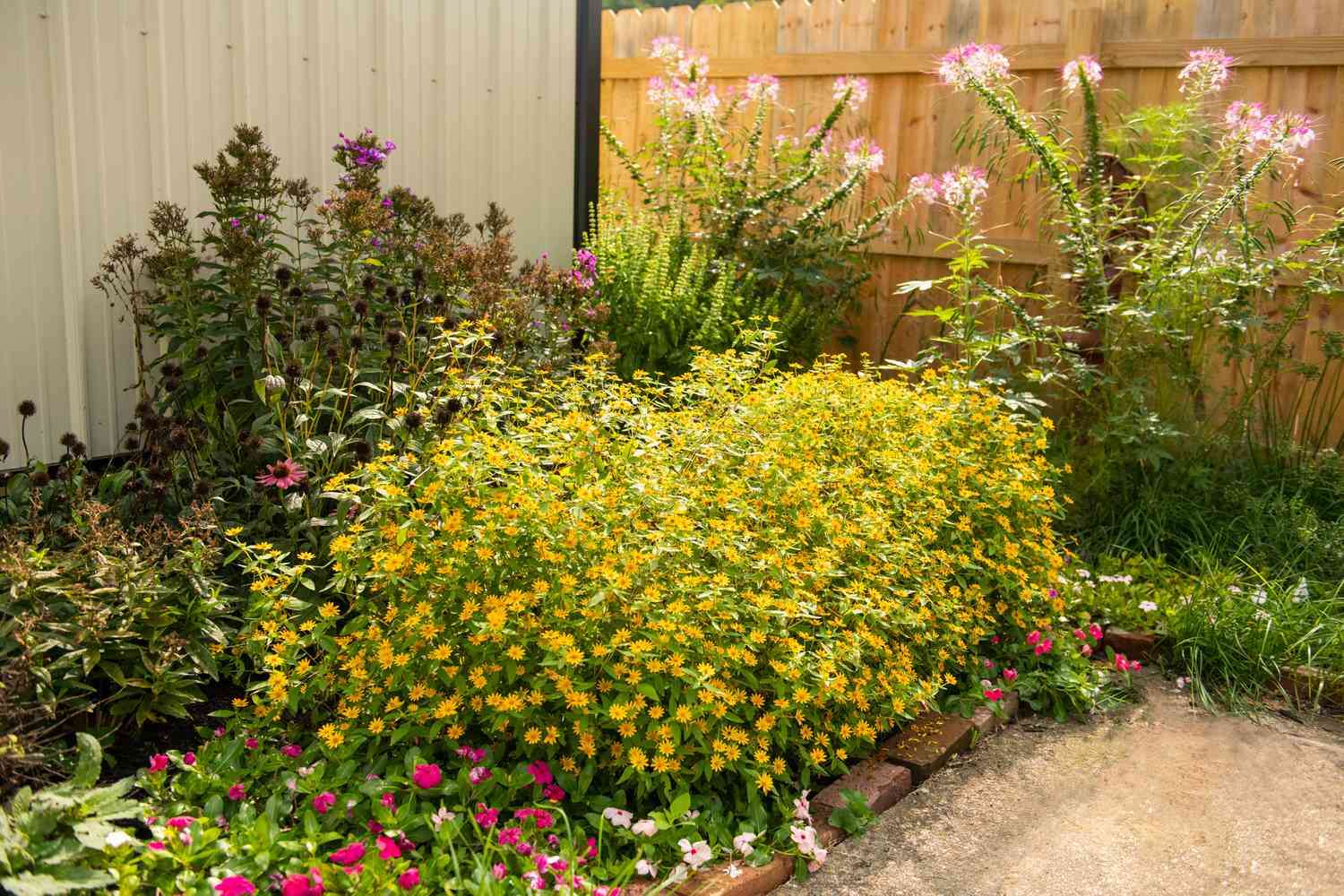 mélampode dans un jardin