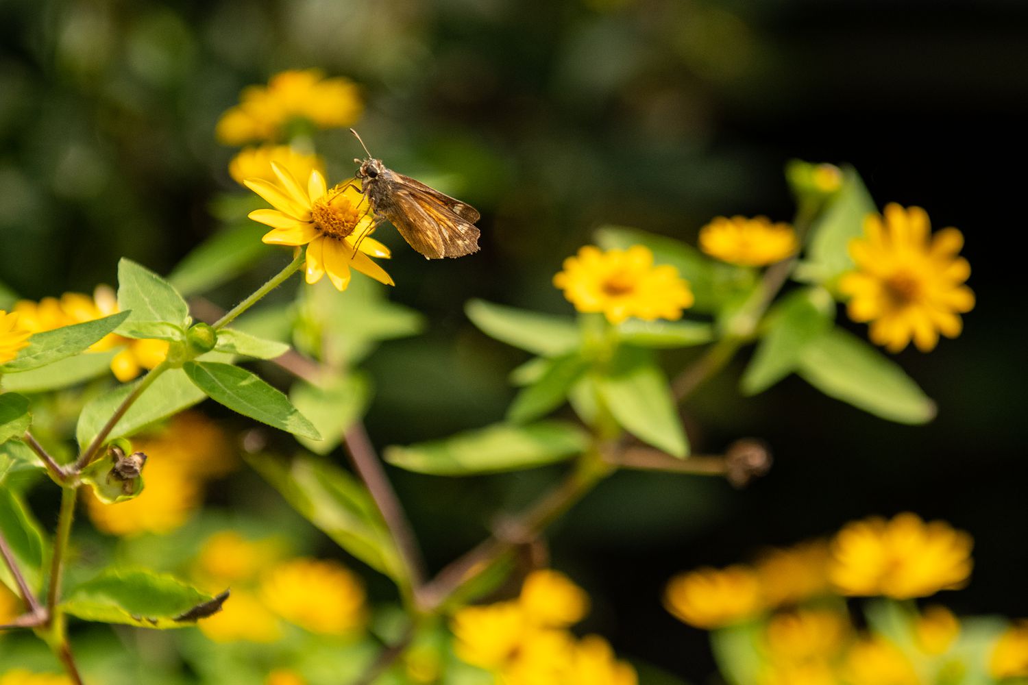 papillon sur fleur de melampode