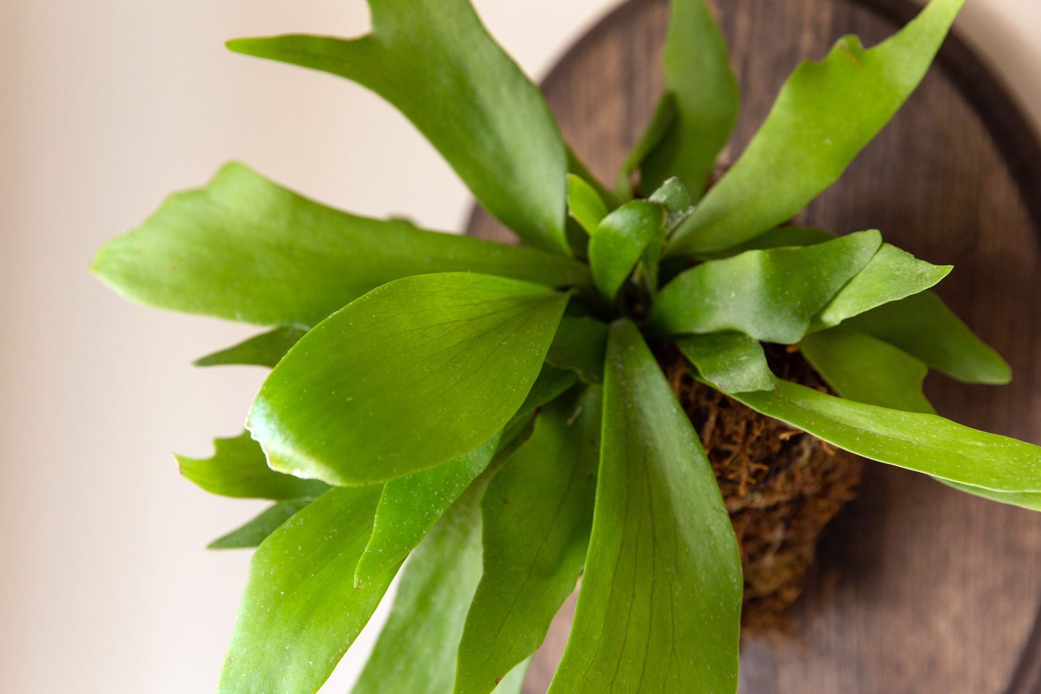 Comment faire pousser et prendre soin des fougères Staghorn