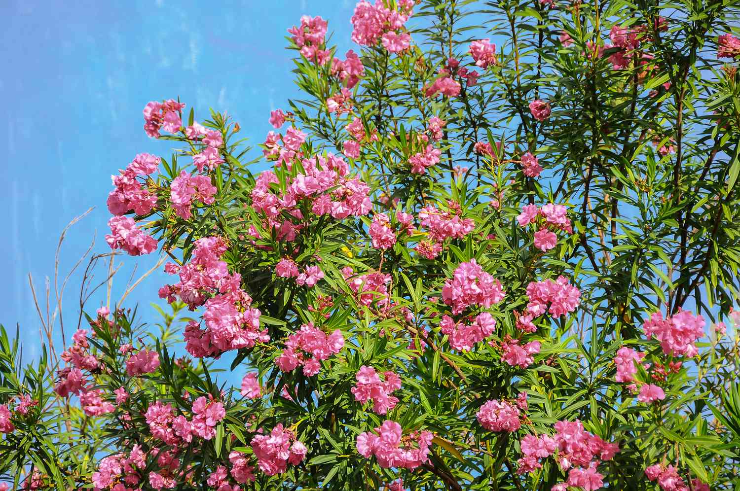 Arbuste de laurier-rose avec des grappes de fleurs roses sur des branches à plusieurs tiges avec de longues feuilles