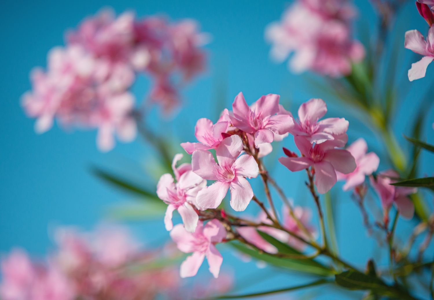 Comment faire pousser et prendre soin d'Oleander