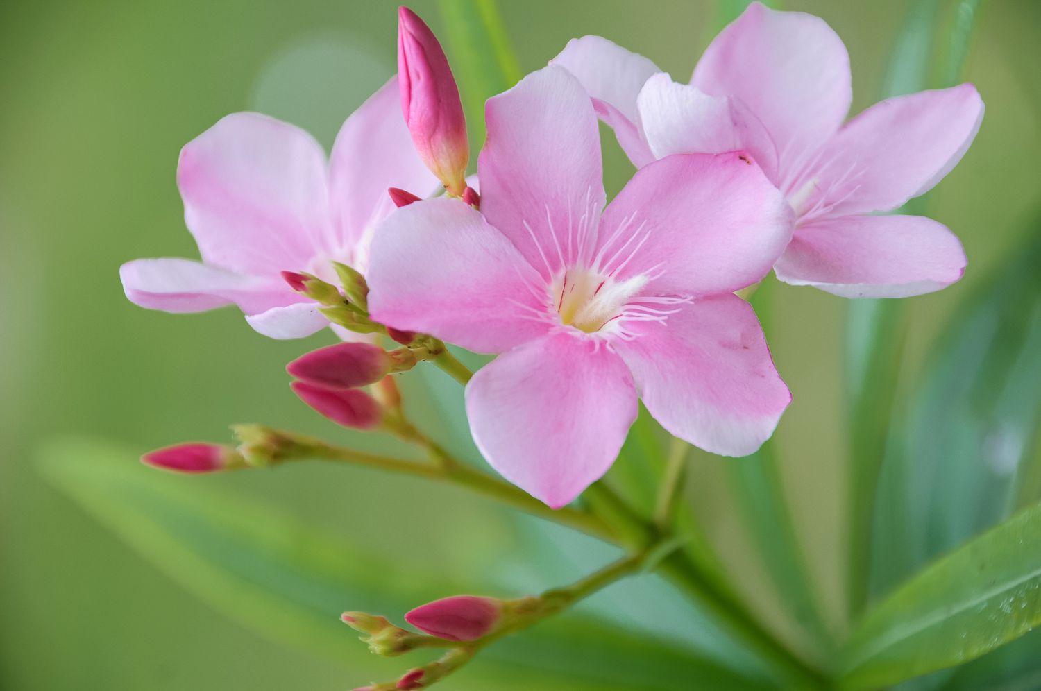 Gros plan de fleurs et de bourgeons de laurier-rose rose