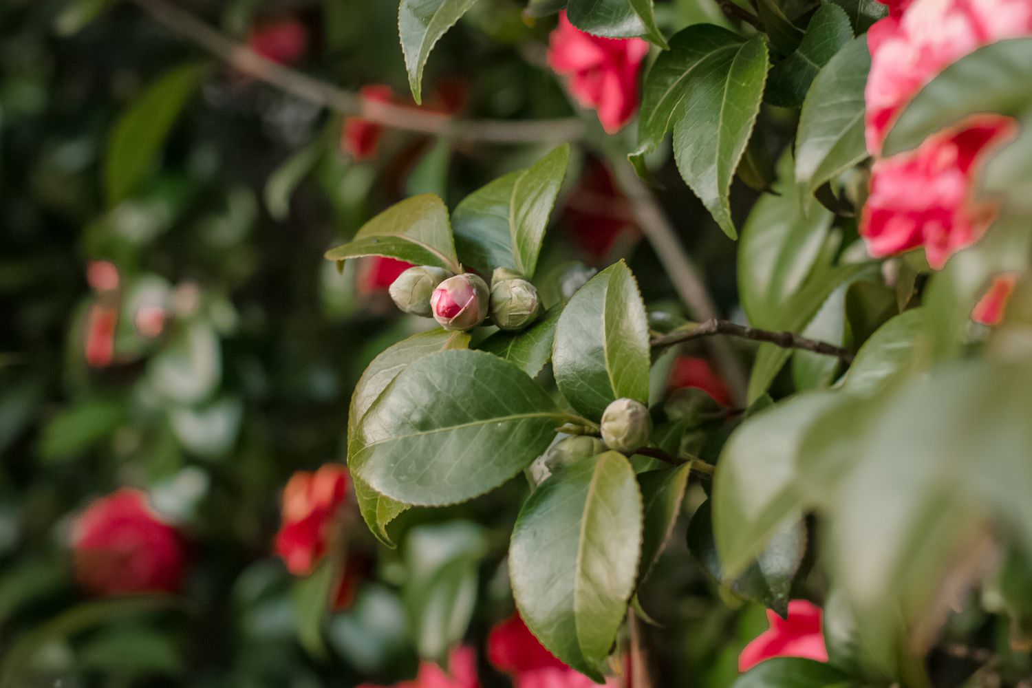 fleurs de camélia sur le point de se déployer