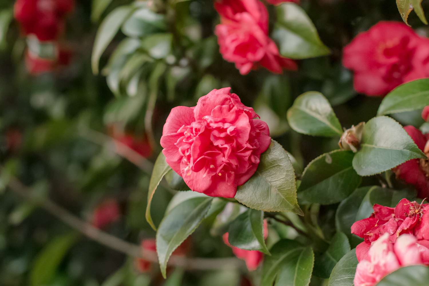 Libre d'une fleur de camélia