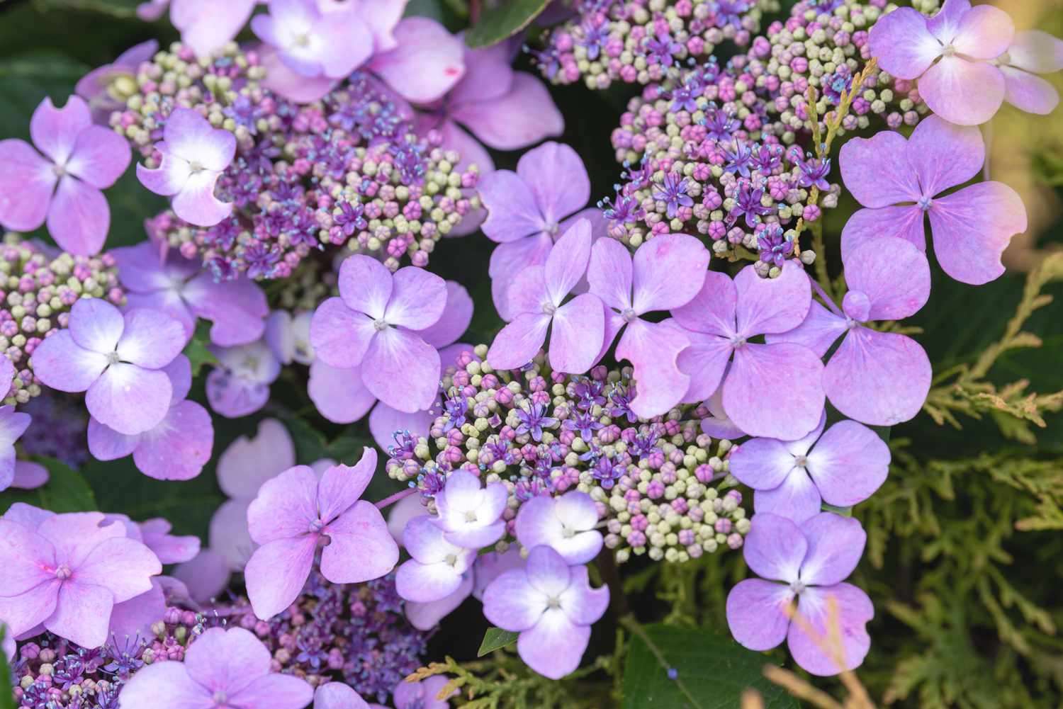 Gros plan sur les détails de l'hortensia serrata