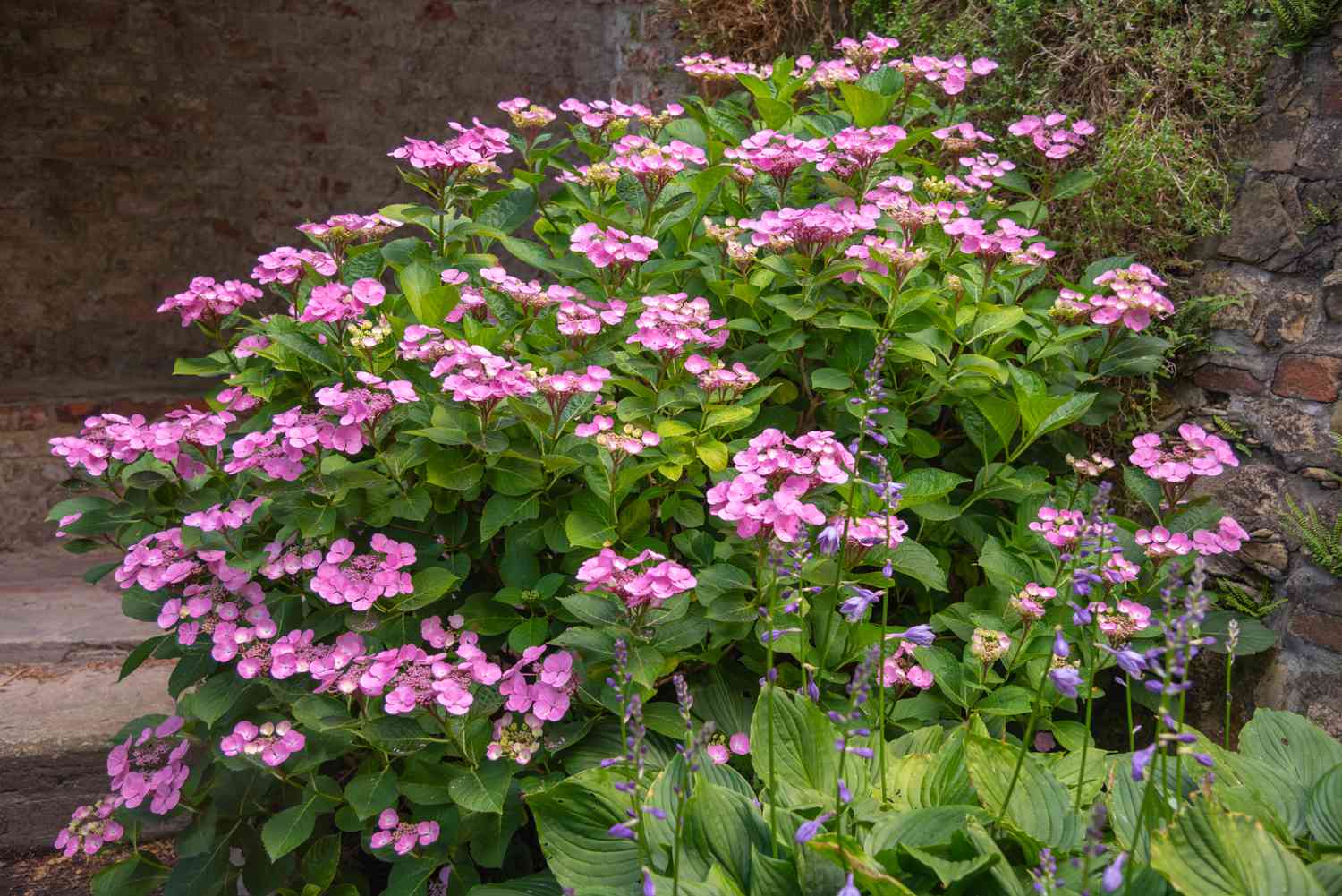 Serrata d'hortensia rose