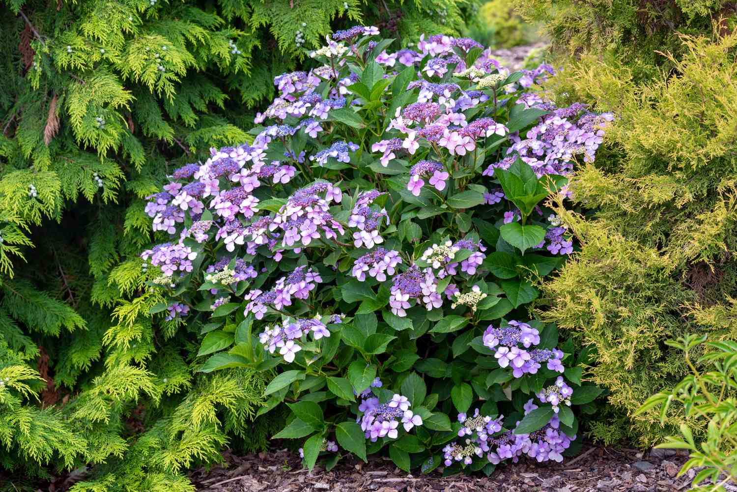 Tiré de l'avant de l'hortensia serrata