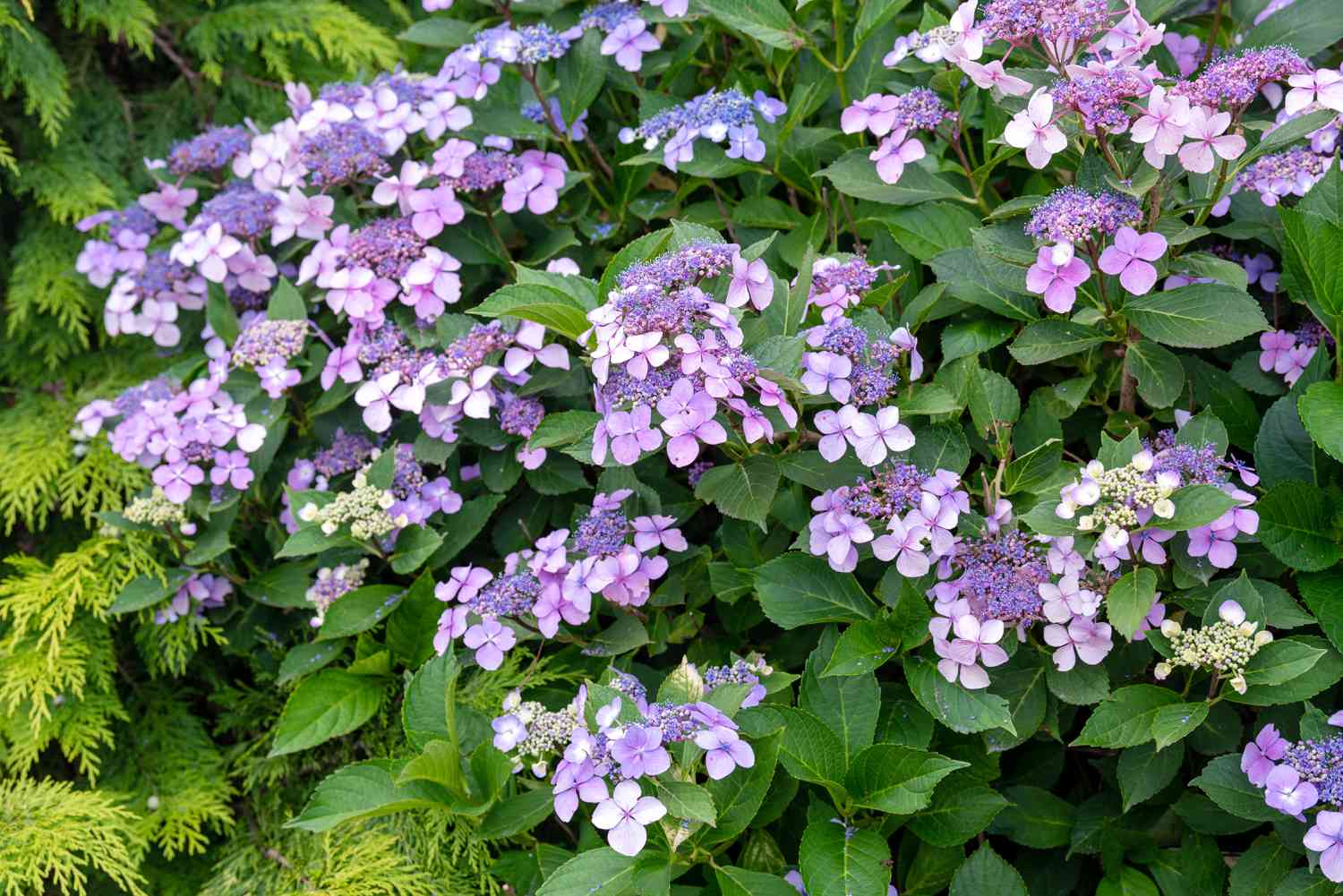 Vue de milieu de gamme d'un arbuste d'hortensia serrata