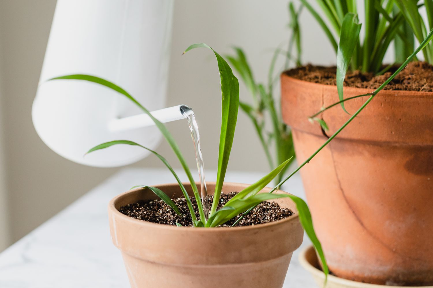 Arrosage de la bouture de plante araignée