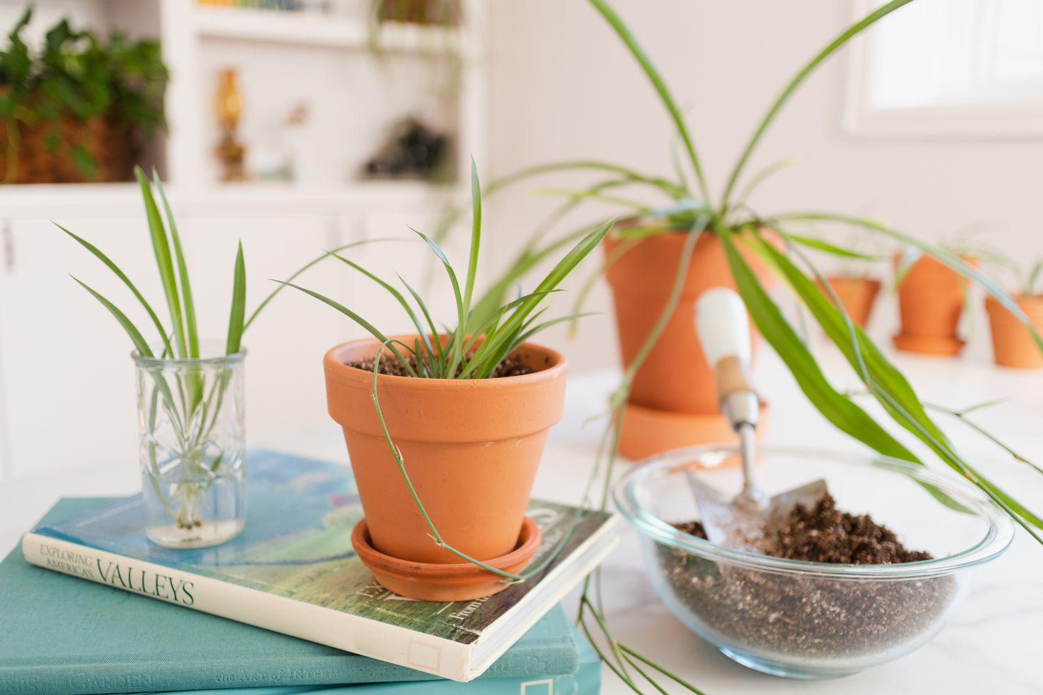 Comment propager les plantes araignées : les 3 meilleures méthodes