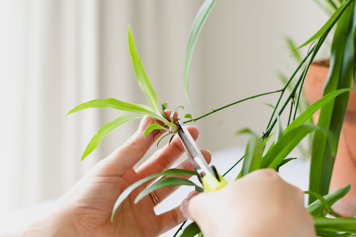 Personne prenant des boutures d'une plante araignée