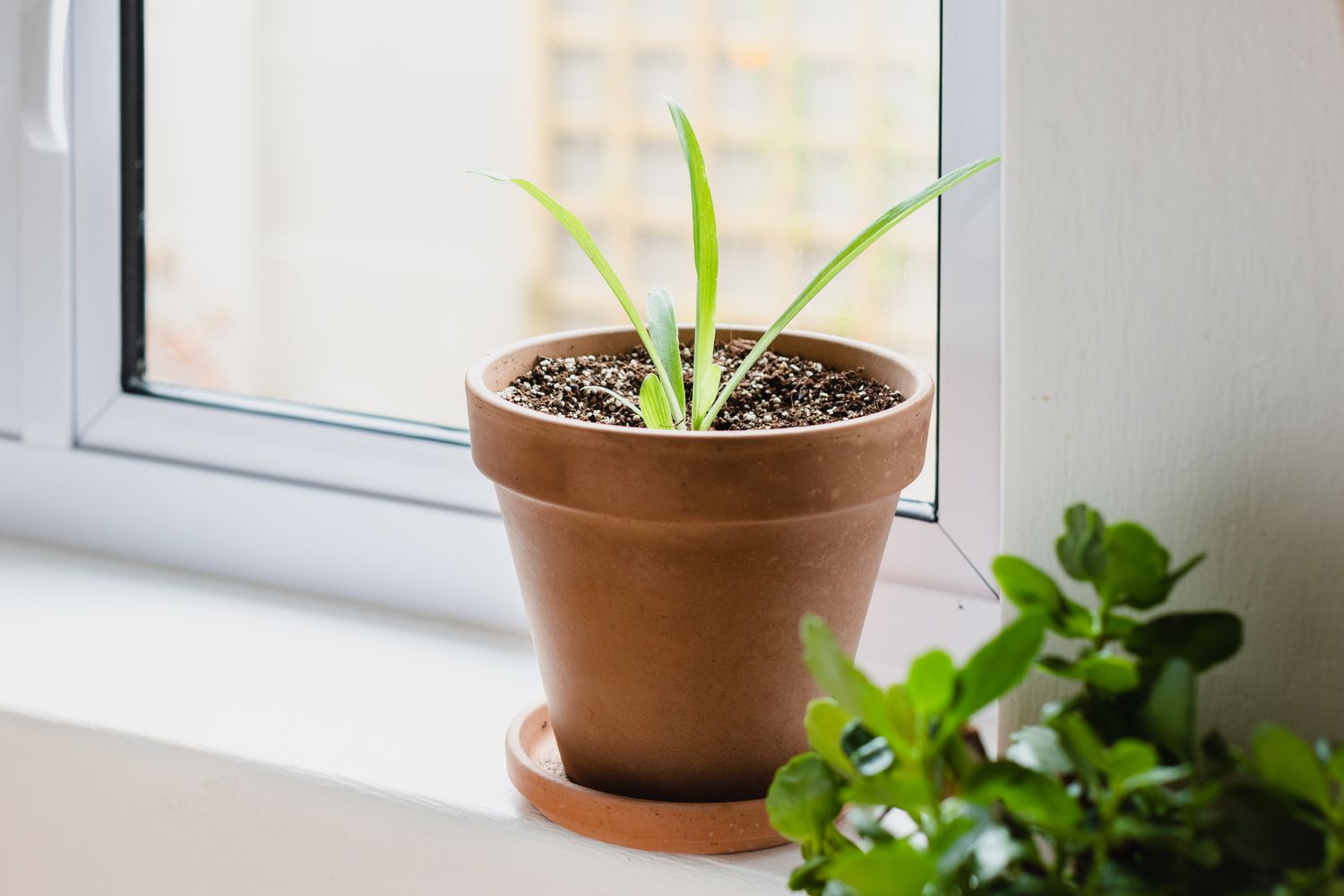 Placer la bouture près d'une fenêtre