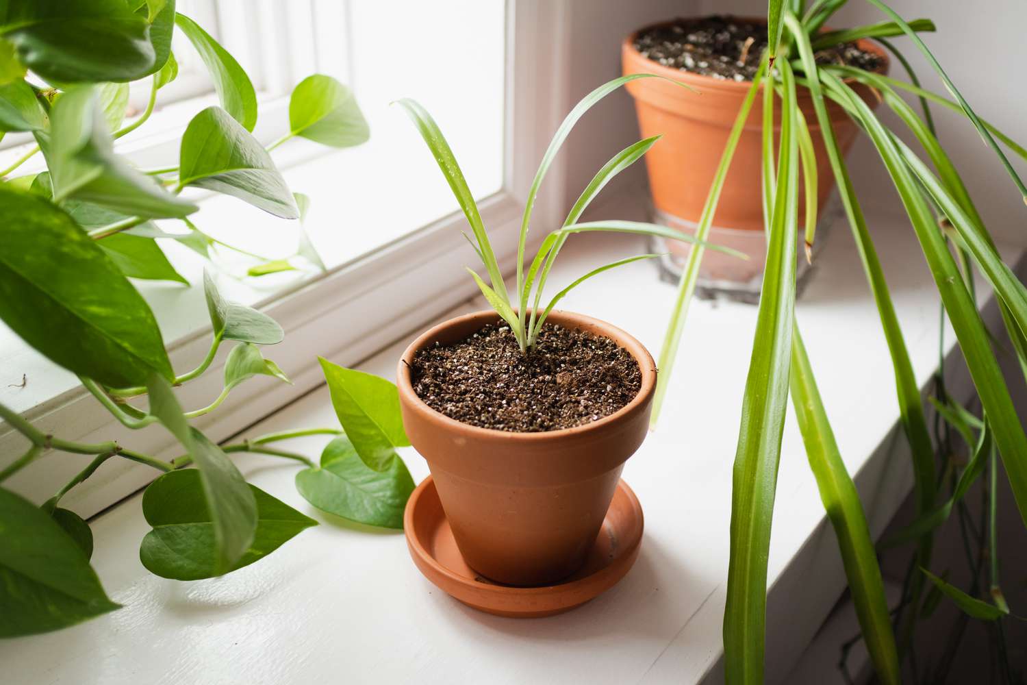 placer la plante en plein soleil