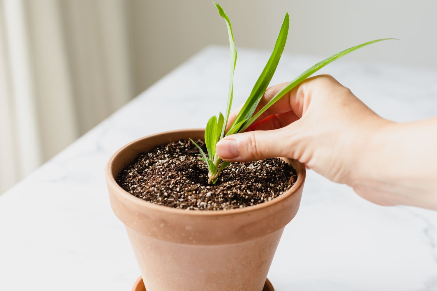 Planter la bouture de plante araignée