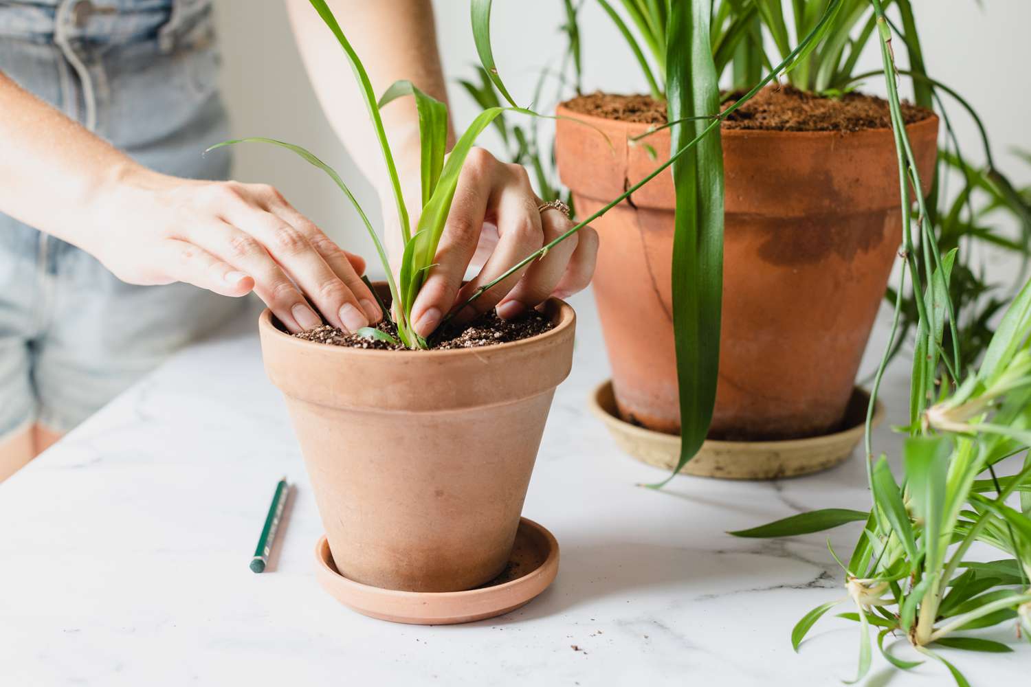 Planter la bouture