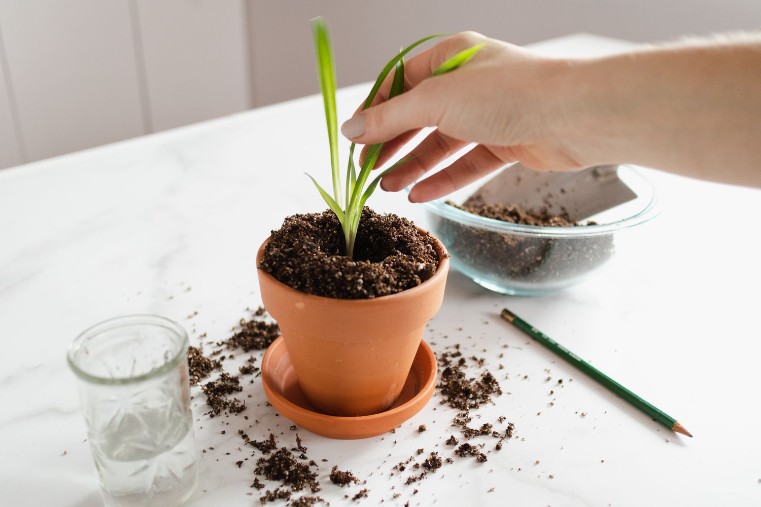 planter l'araignée