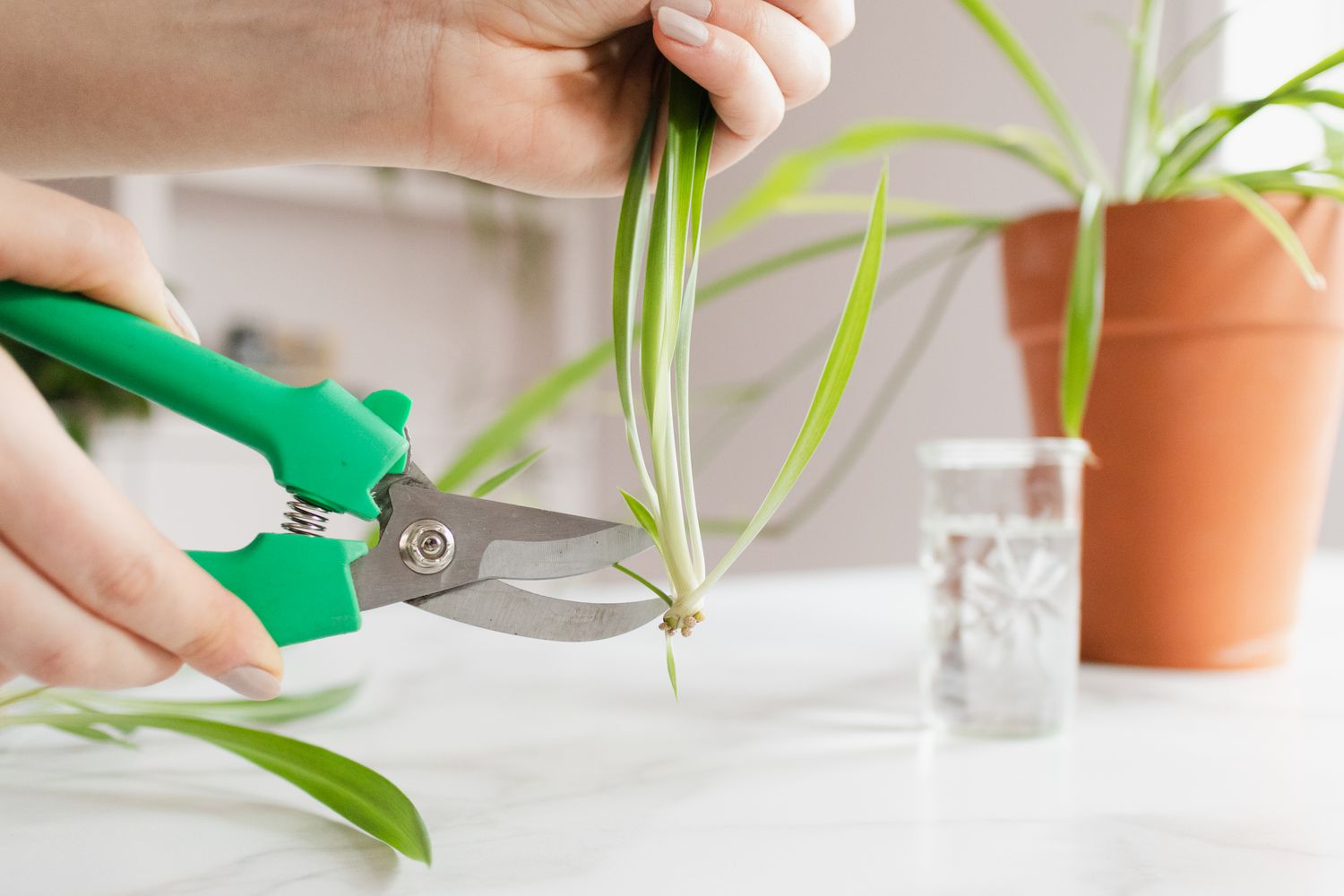 retirer soigneusement les araignées de la plante mère