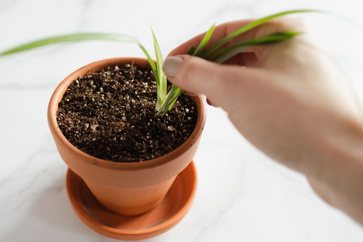 vérifier si la plante a pris racine