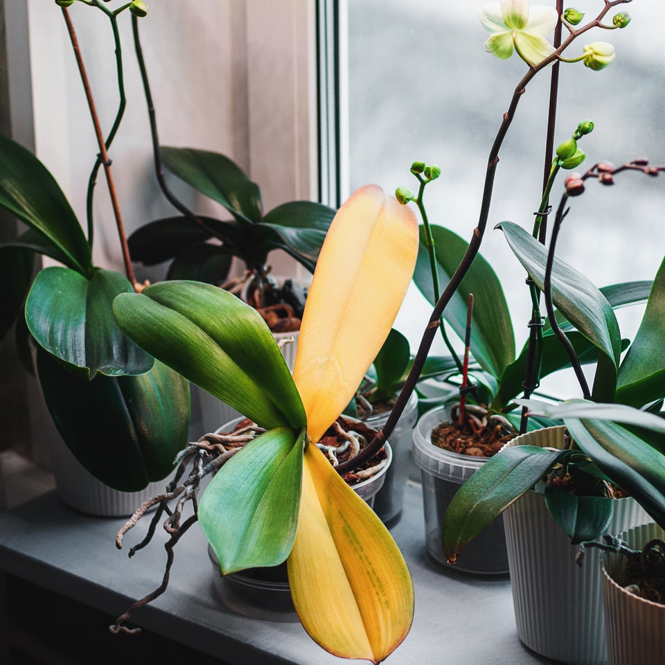 Comment résoudre le problème de jaunissement des feuilles de votre plante d'intérieur