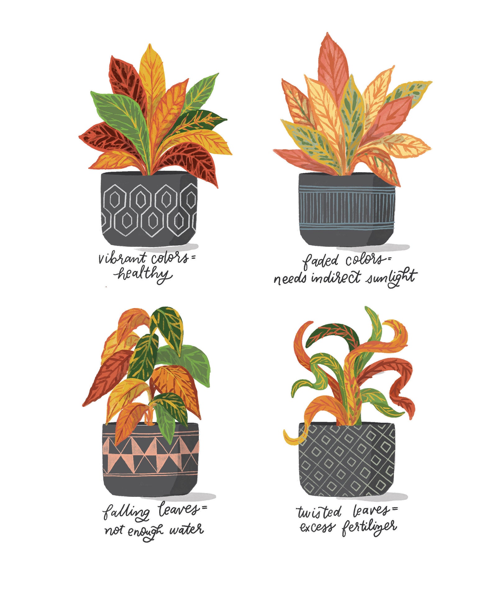 Une illustration de feuilles qui changent de couleur à partir des pages de 'What Is My Plant Telling Me An Illustrated Guide to. . .