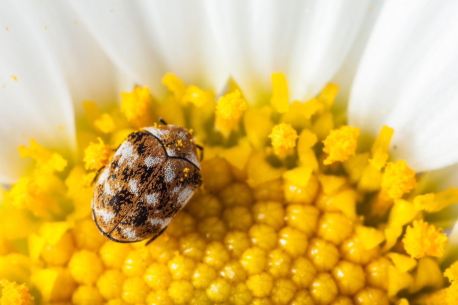 Un dendroctone du tapis varié avec des taches brunes mange du pollen jaune d'une marguerite