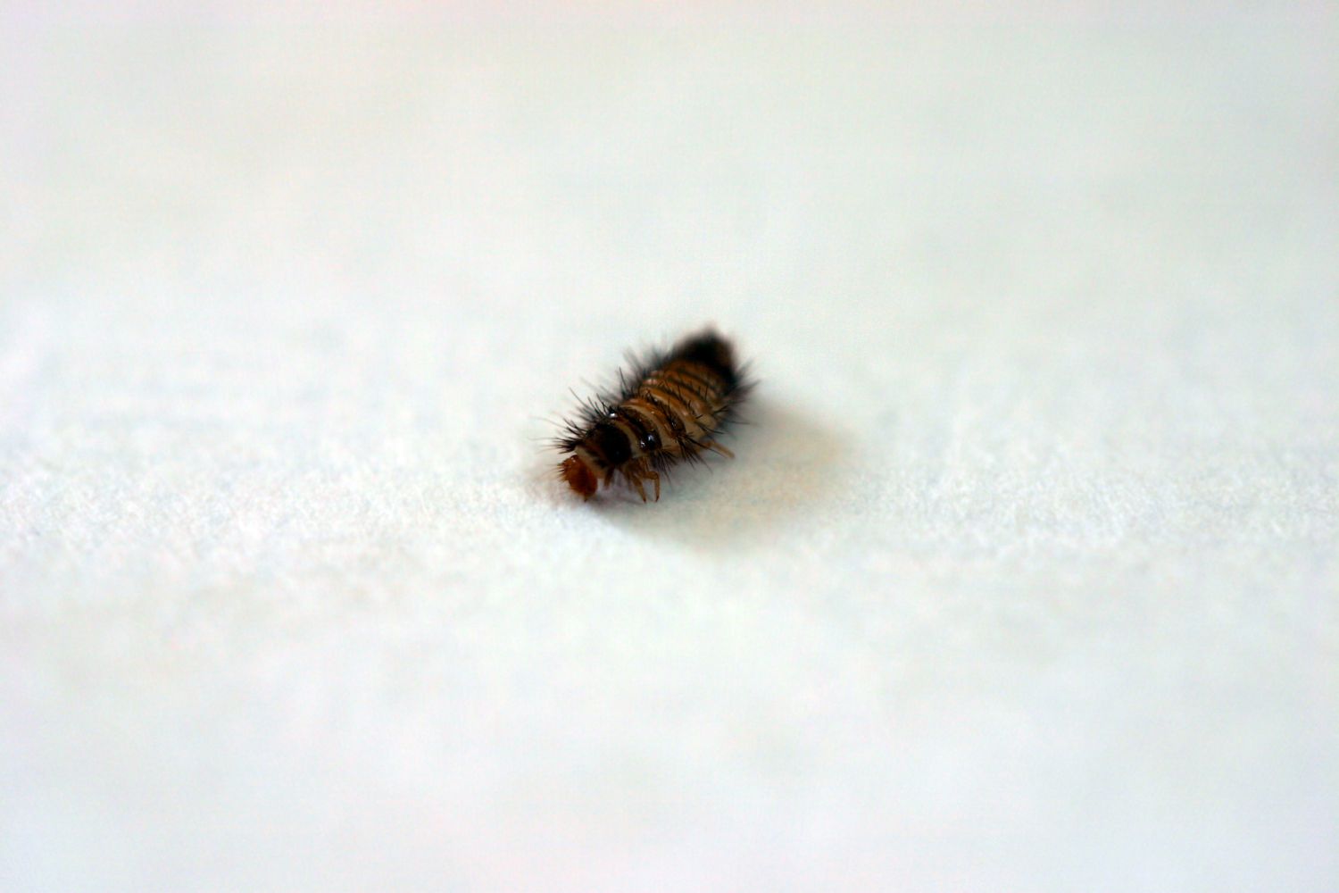 Une petite larve de dendroctone du tapis sombre et poilue sur une serviette en papier