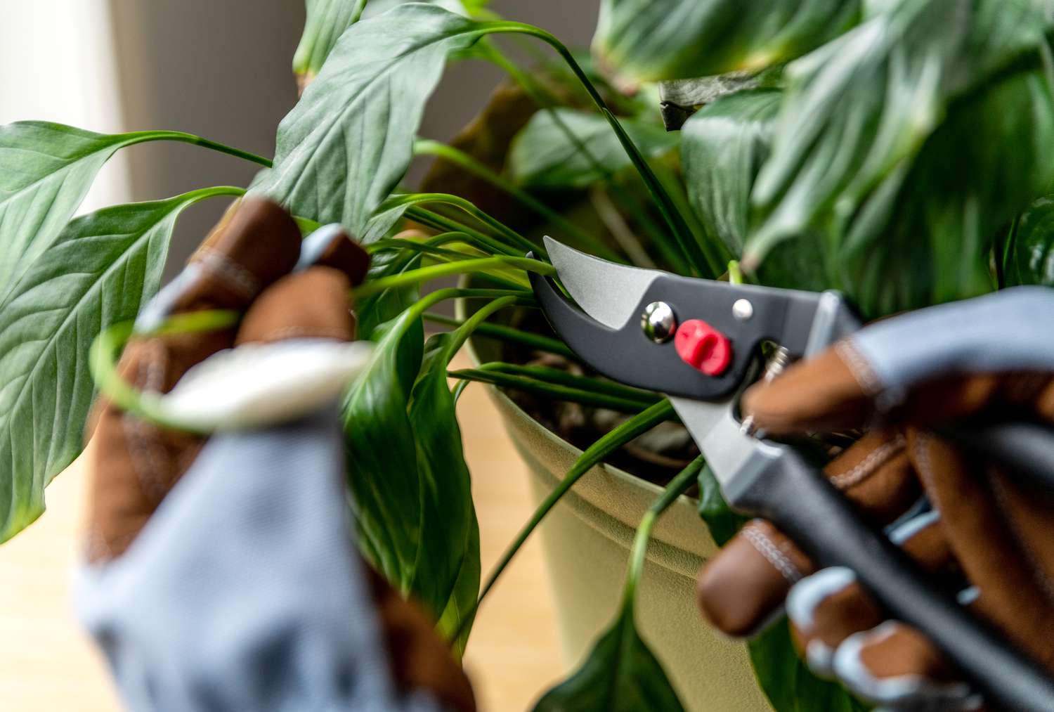 Libre de deadheading les bractées de fleurs épuisées