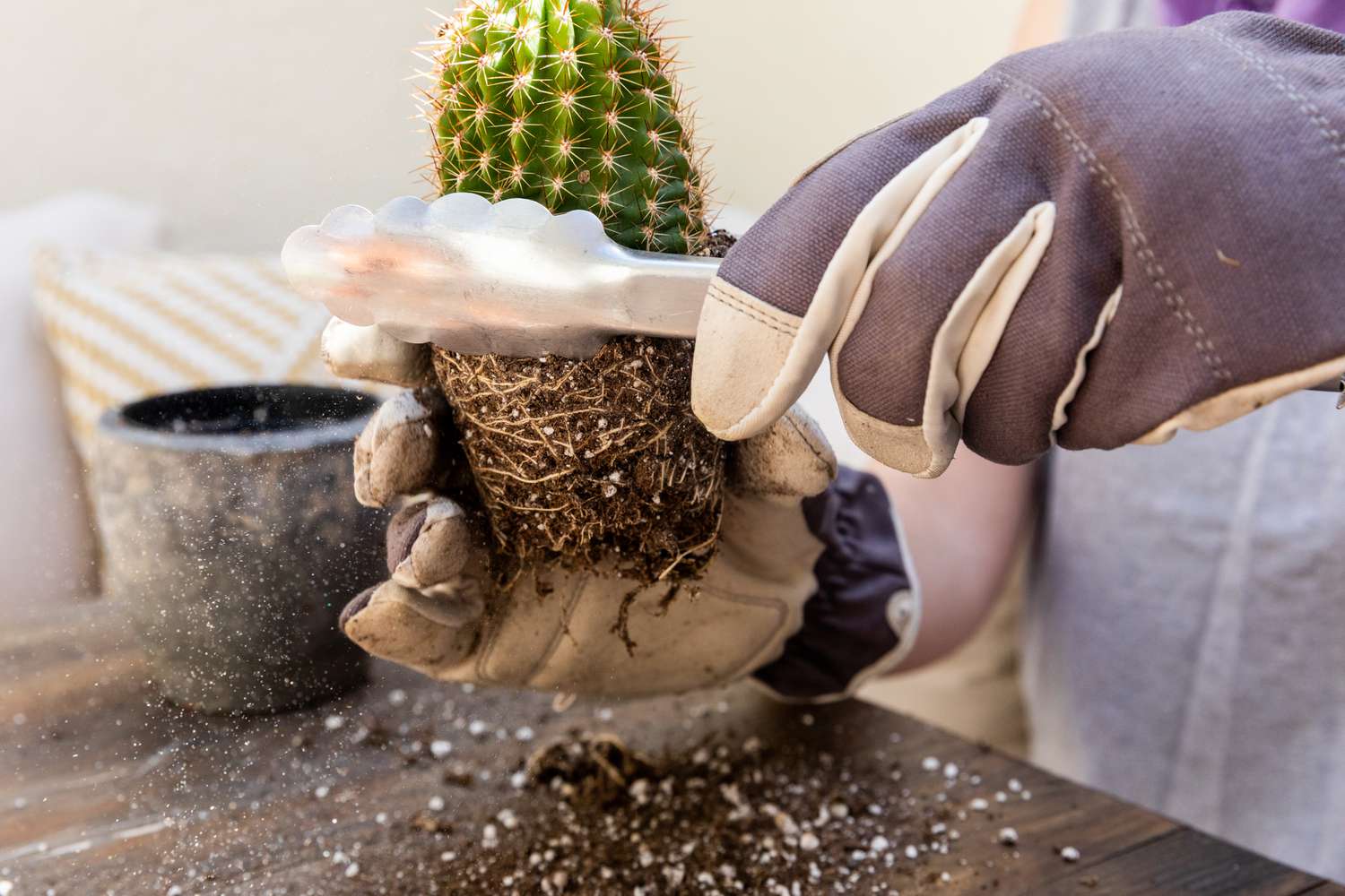 Boule de racine de cactus desserrée tout en étant tenue avec des pinces et des gants en métal