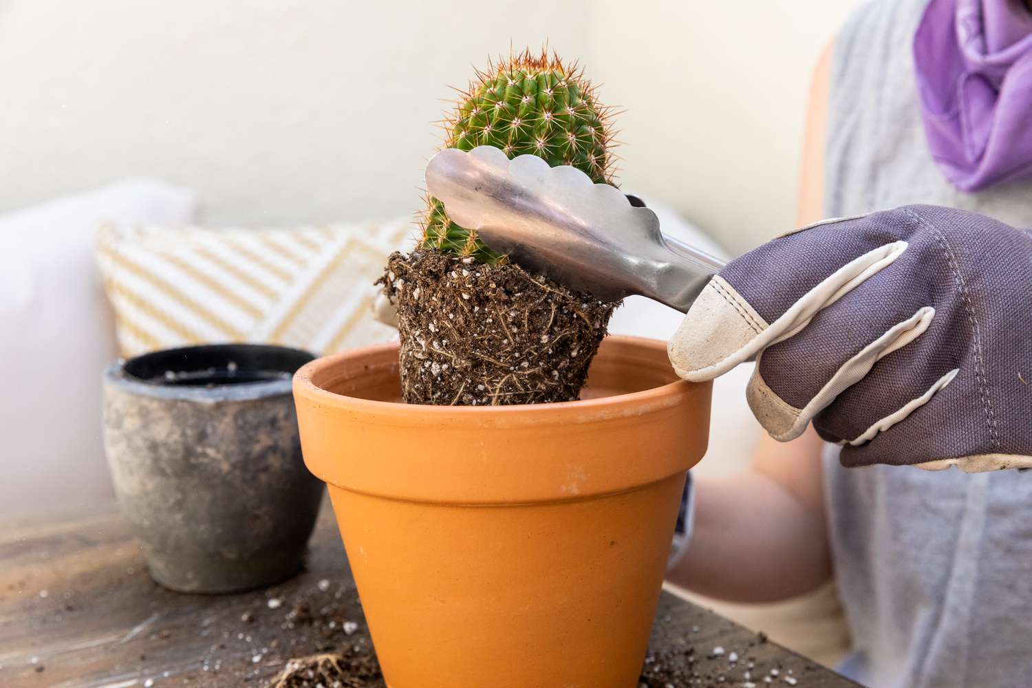 Cactus tenu par des pinces métalliques placées dans un plus grand pot en argile orange