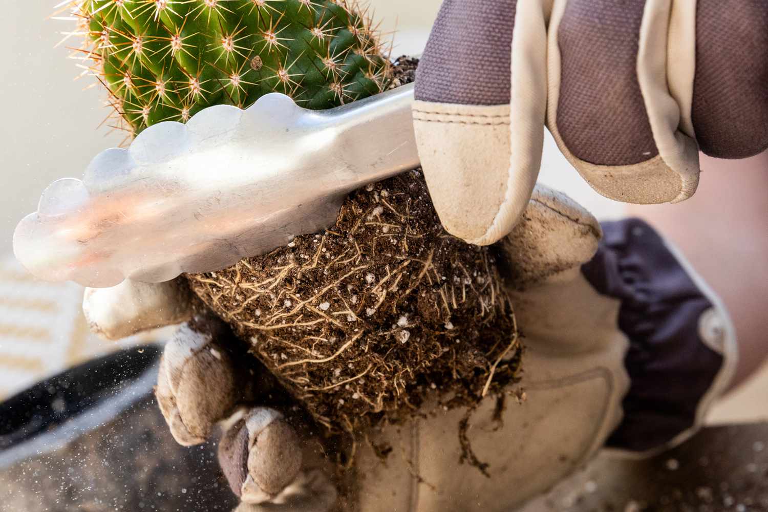 Les racines des plantes de cactus inspectées pour la pourriture des racines et tenues par des pinces métalliques en gros plan