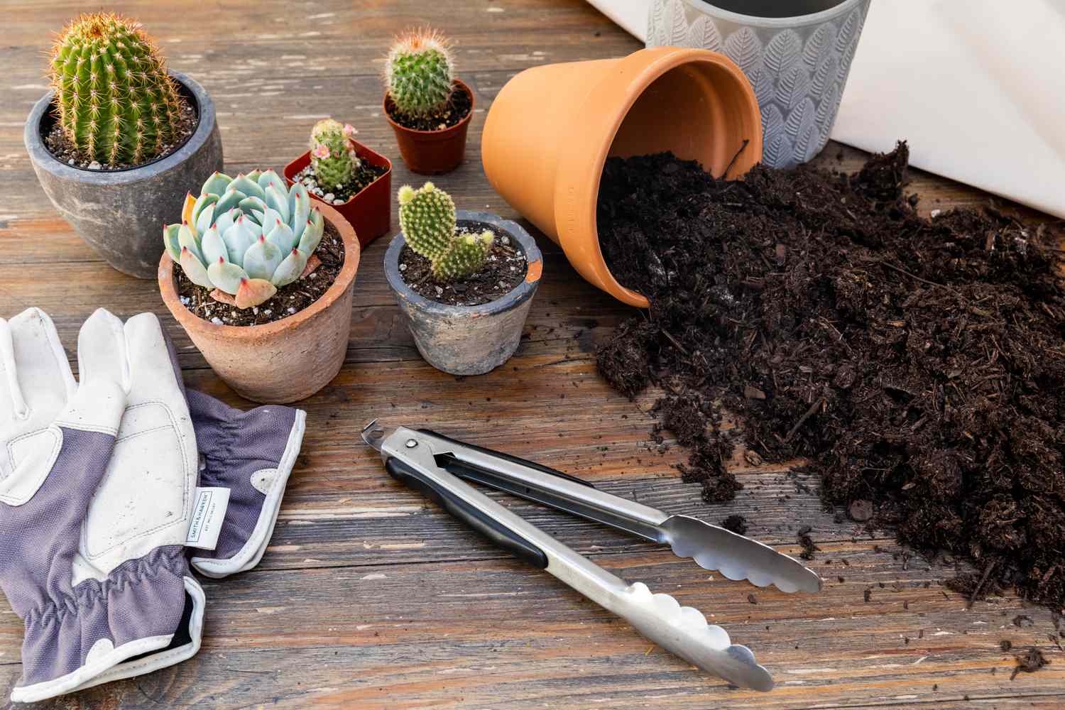 Petits cactus et plantes succulentes à côté d'un pot en argile renversé avec de la terre qui sort, des pinces en métal et des gants de jardin