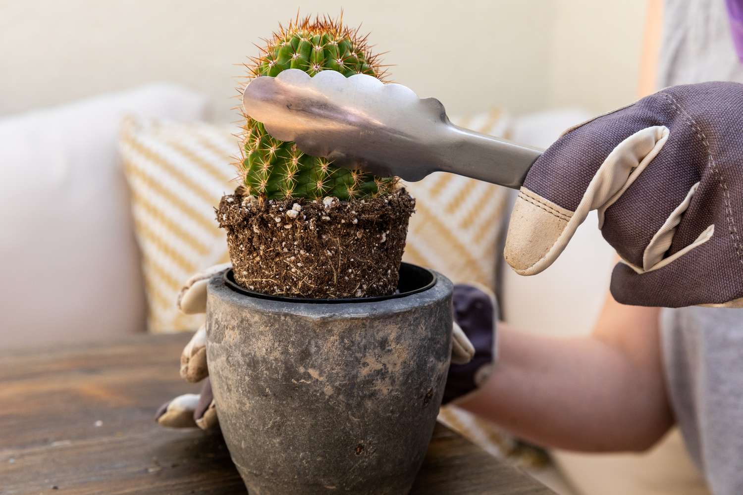 Plante de cactus sortie d'un pot en argile avec des pinces en métal