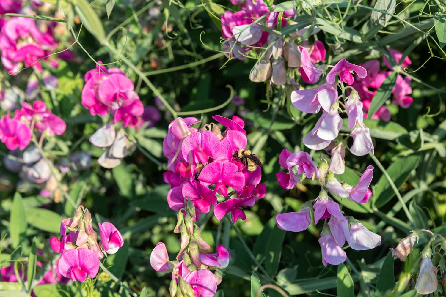 Fleurs de pois de senteur : guide de plantation, d'entretien et de culture