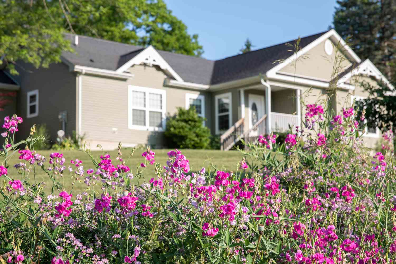 fleurs de pois de senteur qui poussent devant une maison