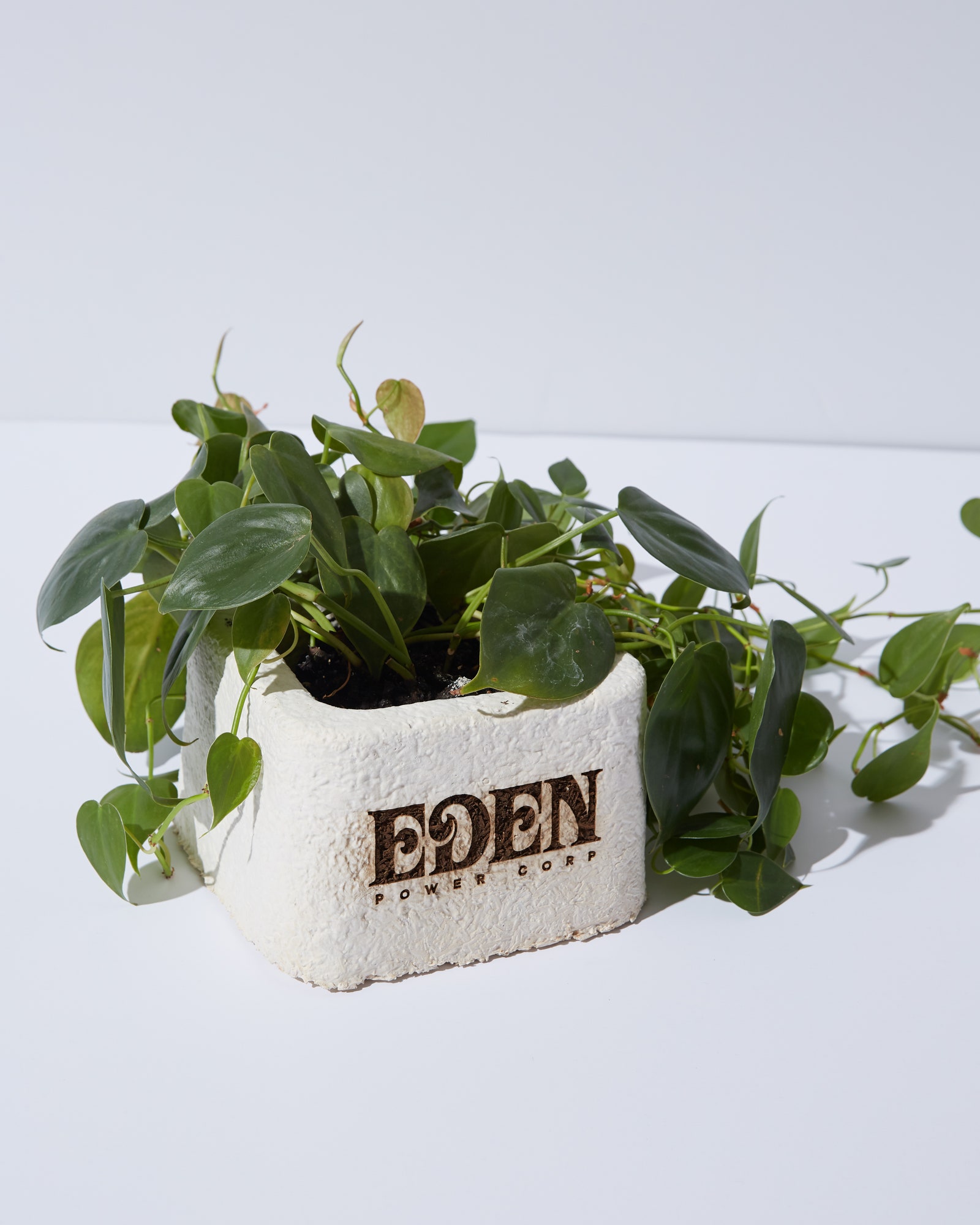 Mycelium Planter d'EDEN Power Corp fabriqué à partir de 100 mycélium sur des déchets de chanvre en partenariat avec Eden Reforestation. . .
