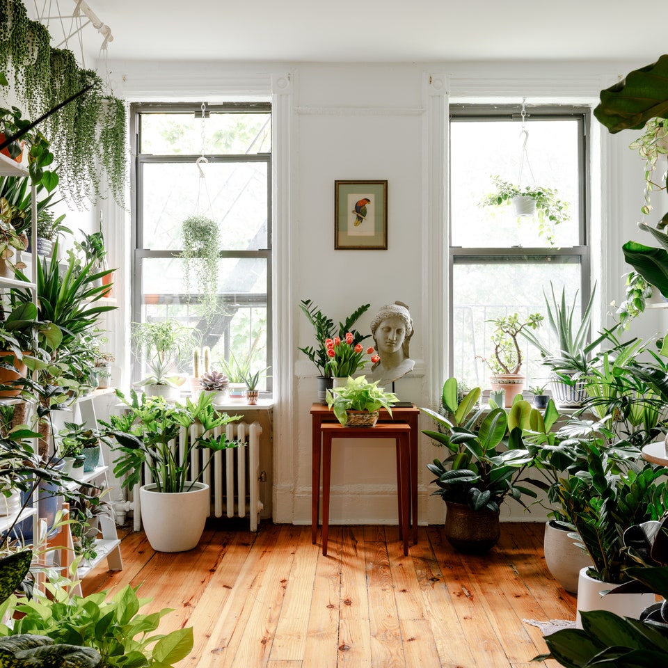 Les plantes d'intérieur égayent ces 6 maisons