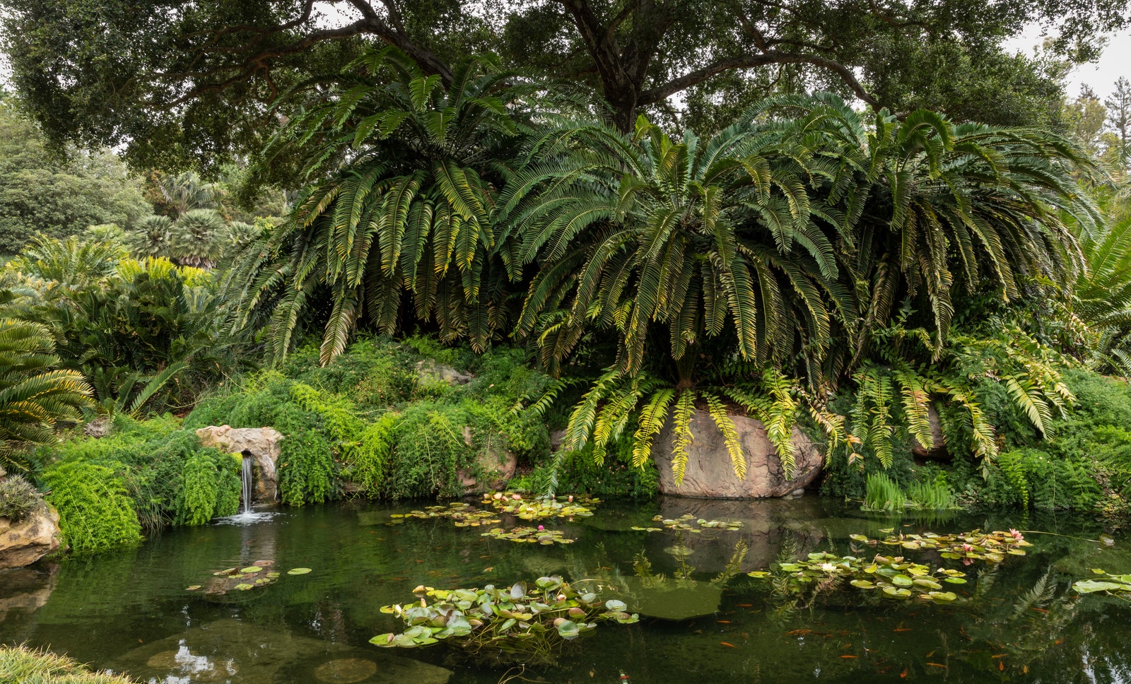 Le jardin aquatique de Lotusland que Walska a transformé d'une piscine en étang.