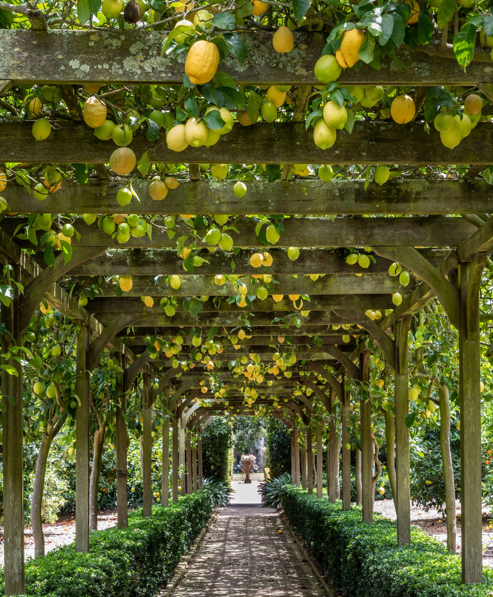 Le Lemon Arbor dans les vergers de Lotusland auxquels Walska a continuellement ajouté.