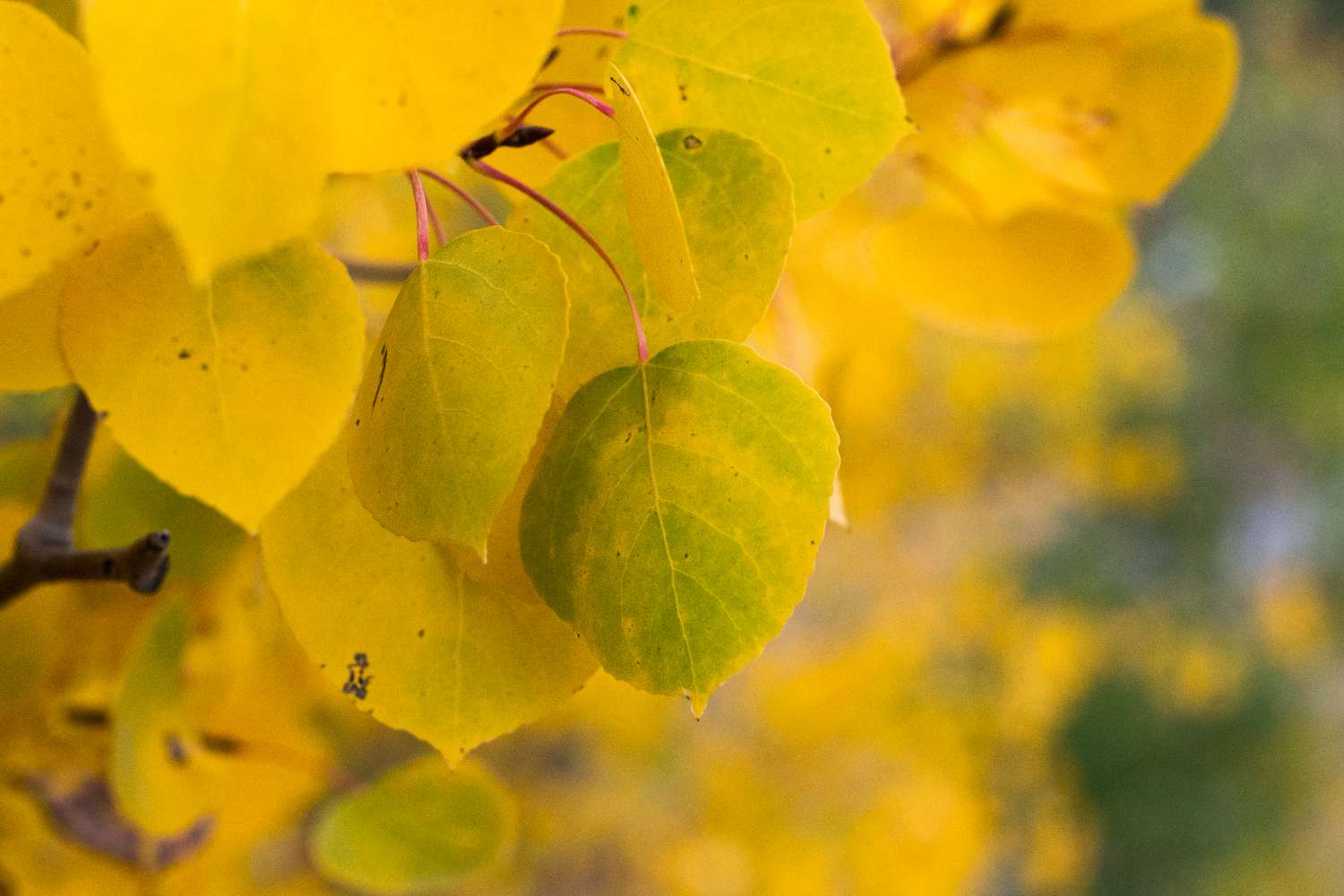 Tremble tremble avec de petites feuilles jaune doré libre